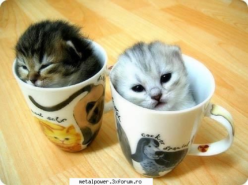 poze tembele... - o cana cu pisica? - just fun